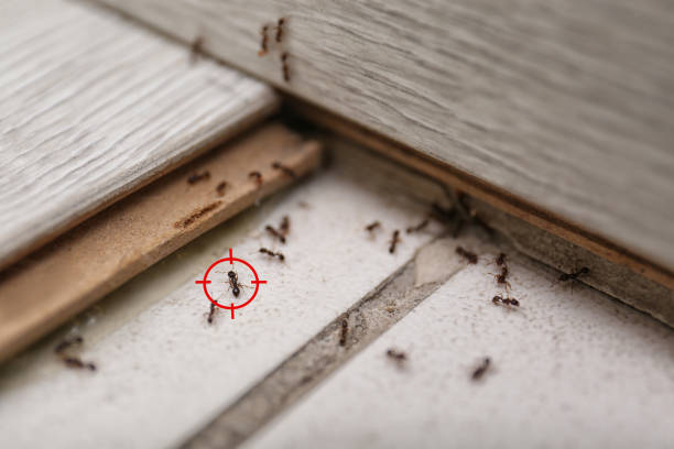 Best Ant Control Services  in West Hazleton, PA