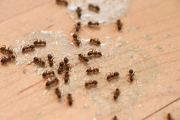 Best Exterminator Services  in West Hazleton, PA