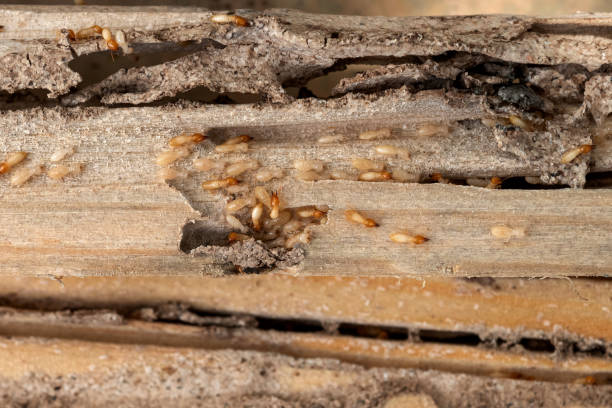 Best Mosquito Control Services  in West Hazleton, PA