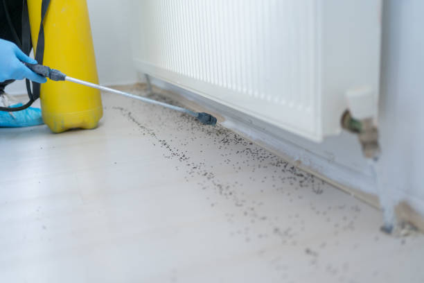Wasp Removal Services in West Hazleton, PA